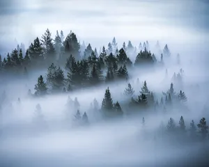 Sea Of Trees Hd Landscape Desktop Wallpaper