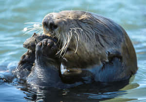 Sea Otter Enjoying Meal Wallpaper