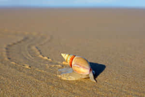 Sea Snail Trailon Sandy Beach Wallpaper