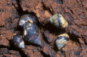 Sea_ Snails_on_ Rocky_ Surface.jpg Wallpaper