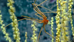 Sea Spider Amidst Coral Polyps Wallpaper