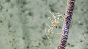 Sea Spider Clingingto Coral Wallpaper