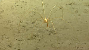 Sea Spider On Ocean Floor Wallpaper