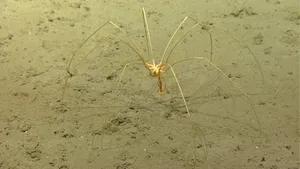 Sea Spider On Ocean Floor Wallpaper