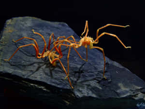Sea Spider On Rock Wallpaper