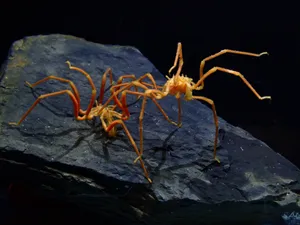 Sea Spider On Rock Wallpaper
