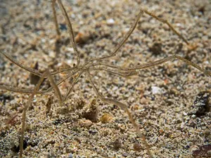 Sea Spider On Sandy Bottom Wallpaper