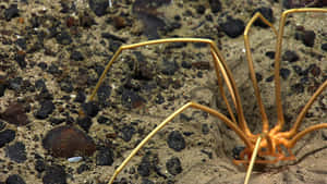 Sea Spider On Sandy Bottom Wallpaper