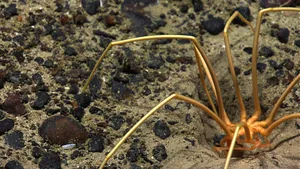 Sea Spider On Sandy Bottom Wallpaper