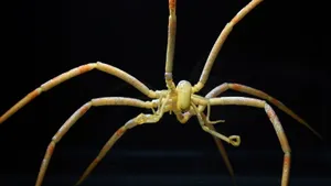 Sea Spider Species Pycnogonid Wallpaper