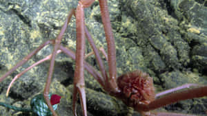 Sea Spiderin Natural Habitat Wallpaper