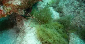 Sea Spiderin Natural Habitat Wallpaper