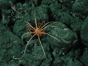 Sea Spideron Ocean Floor Wallpaper