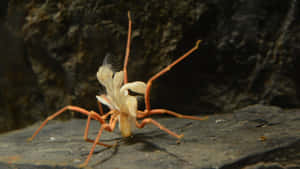 Sea Spideron Rocky Surface Wallpaper