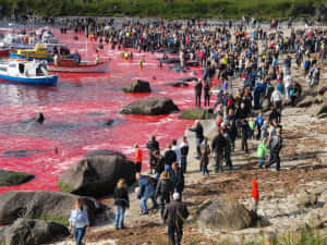 Sea Turning Red At Thorshavn Wallpaper