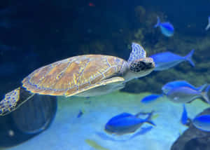 Sea_ Turtle_ Among_ Blue_ Fish_ Aquarium Wallpaper