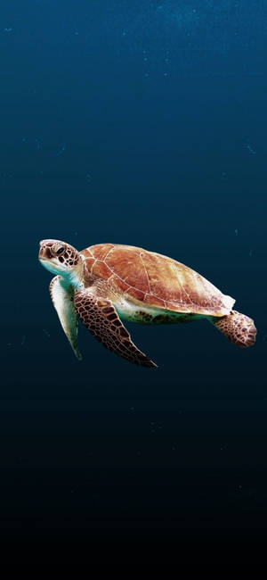 Sea Turtle Clear Water Iphone Wallpaper