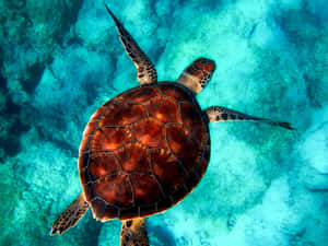 Sea_ Turtle_ Gliding_ Over_ Coral_ Reef.jpg Wallpaper