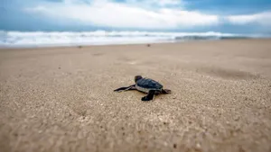Sea Turtle Hatchling Journey Wallpaper