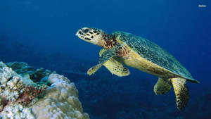 Sea Turtle In Side View Shot Wallpaper