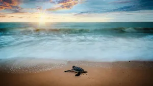 Sea Turtle Journey At Dawn Wallpaper