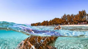 Sea Turtle Ocean Serenity Wallpaper