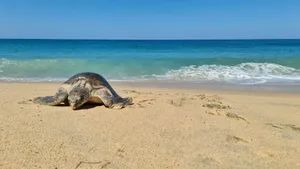 Sea Turtle On Sandy Beach Wallpaper
