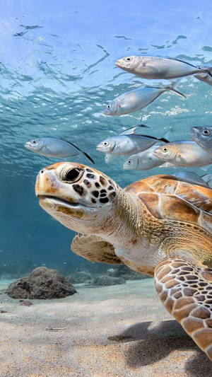 Sea Turtle School Fish Iphone Wallpaper