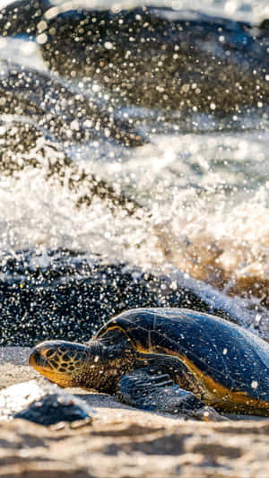 Sea_ Turtle_ Splashed_by_ Waves.jpg Wallpaper