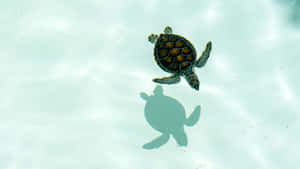 Sea Turtle Swimming Gracefully Wallpaper