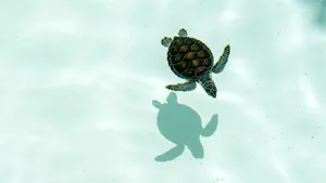 Sea Turtle Swimming Gracefully Wallpaper