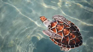 Sea Turtle Swimming Gracefully Wallpaper