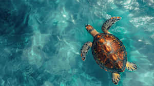 Sea Turtle Swimming Gracefully Wallpaper