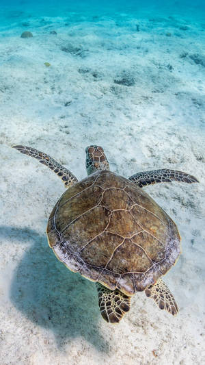 Sea Turtle Swimming Over Iphone Wallpaper