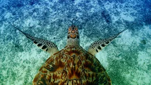 Sea Turtle Underwater Beauty Wallpaper