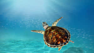Sea Turtle Underwater Serenity Wallpaper