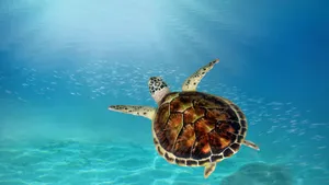 Sea Turtle Underwater Serenity Wallpaper
