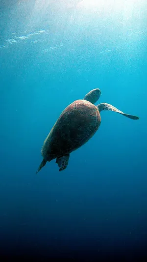 Sea Turtle With Sunlight Iphone Wallpaper