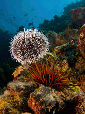 Sea Urchin Coral Reef Underwater Wallpaper