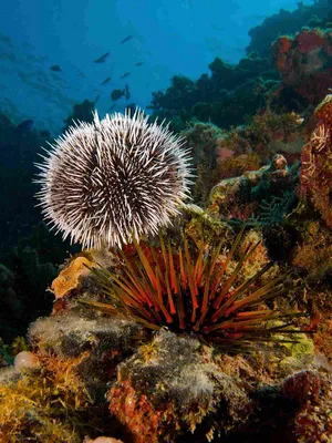 Sea Urchin Coral Reef Underwater Wallpaper