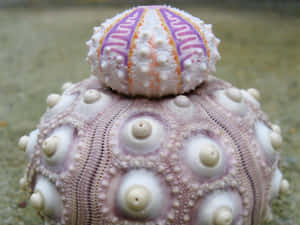 Sea_ Urchin_ Shell_ Closeup.jpg Wallpaper