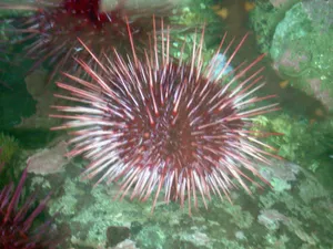 Sea Urchin Underwater Wallpaper