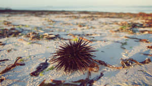 Sea Urchinon Sandy Beach Wallpaper