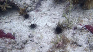 Sea Urchins On Ocean Floor Wallpaper