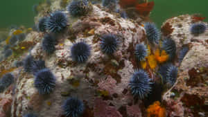 Sea Urchins On Rocky Seabed.jpg Wallpaper