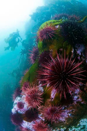 Sea Urchins Underwater Scene Wallpaper