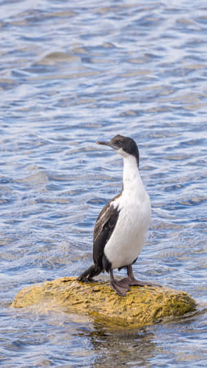 Seabird_ Perched_on_ Rock Wallpaper