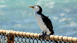 Seabird Perchedon Fenceby Sea.jpg Wallpaper