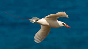 Seabirdin Flightwith String Wallpaper