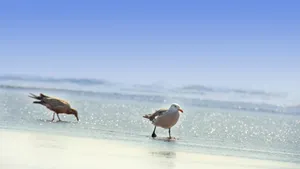 Seabirds Foragingat Shoreline Wallpaper